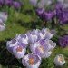 Crocus 050309_2